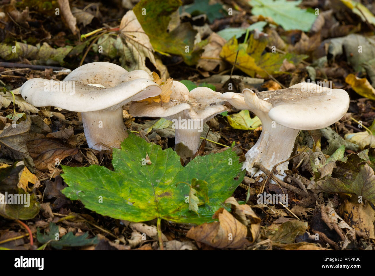 Pfeffrigen Milch Cap Lactarius Piperatus wächst in Blatt Wurf Sandy Betten Stockfoto