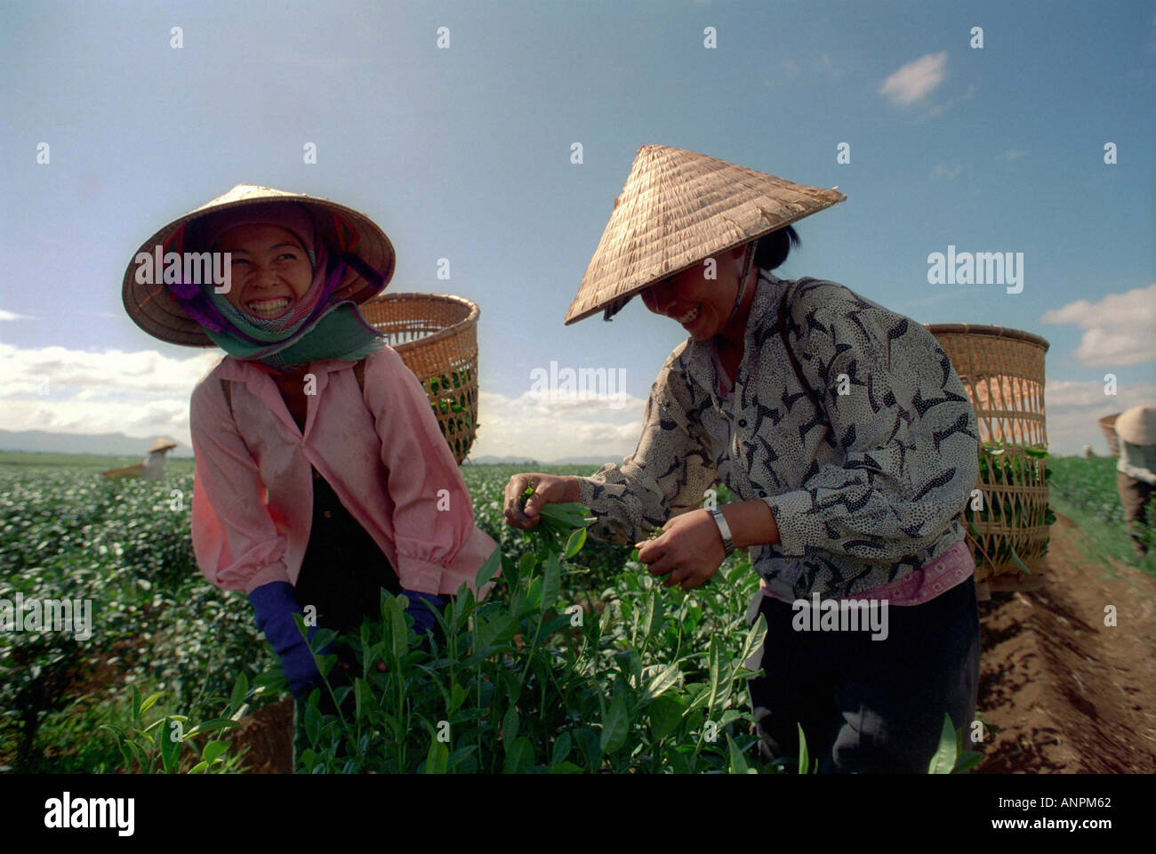 Frauen Teeblätter Da Lat Vietnam Stockfoto