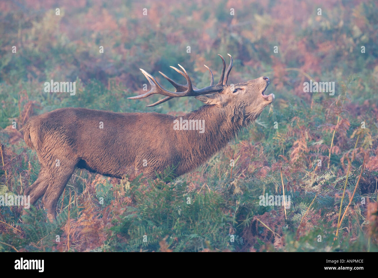 Rothirsch Cervus Elaphus stehende brüllend auf nebliger Morgen Richmond Park in London Stockfoto