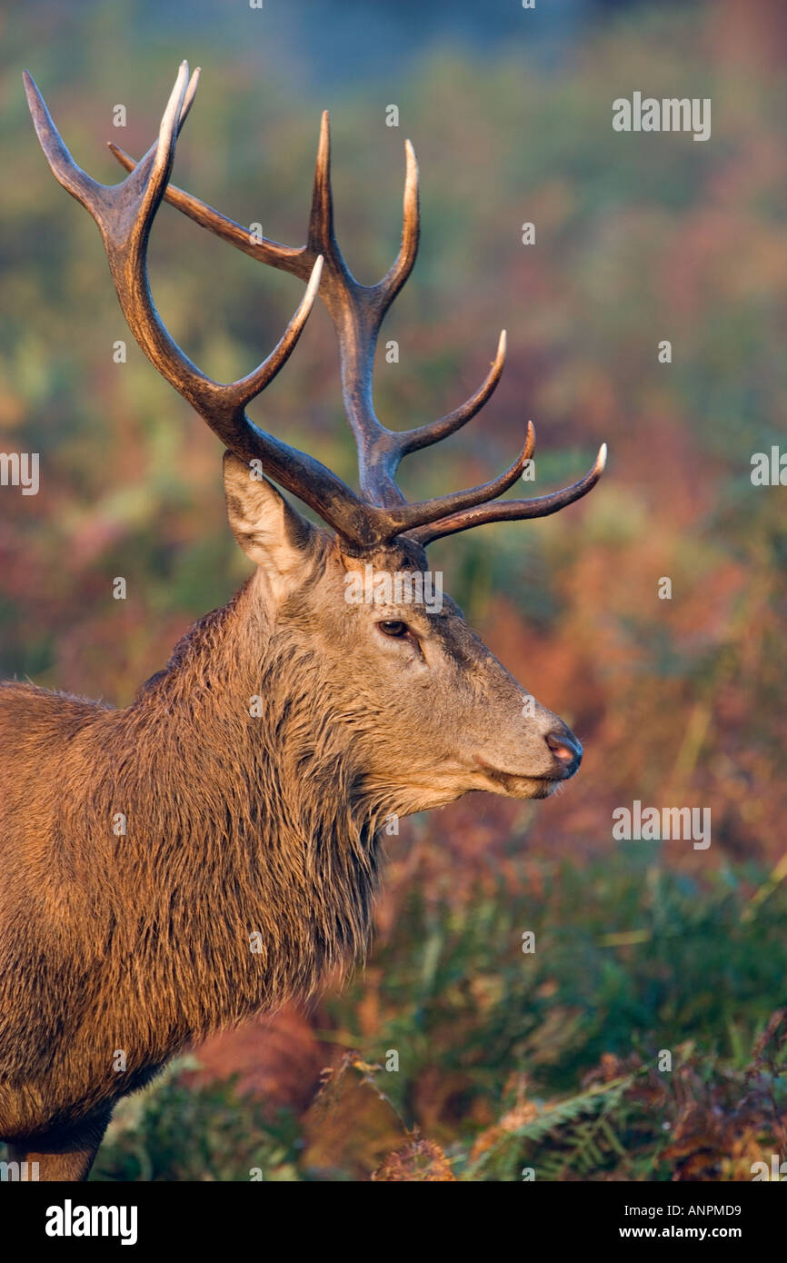 Rothirsch Cervus Elaphus Nahaufnahme Schuss von Kopf und Geweih Richmond Park in london Stockfoto