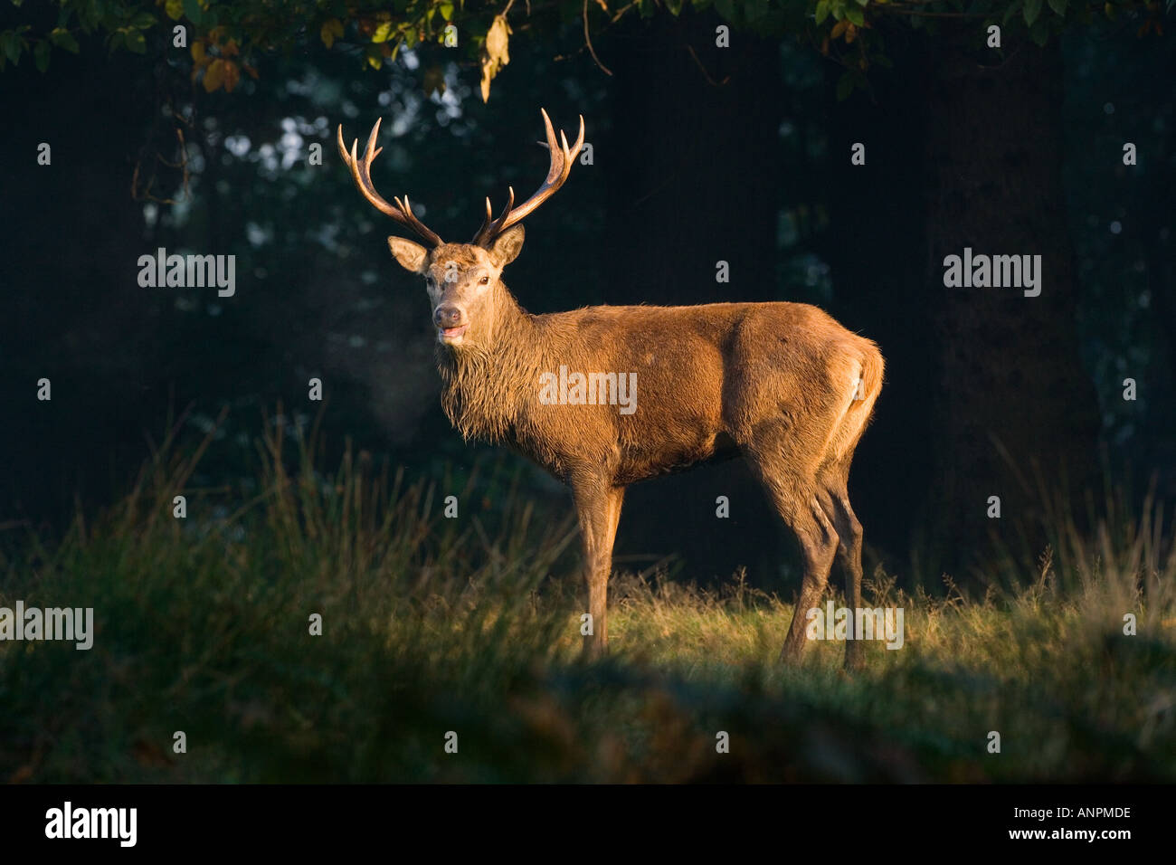 Rothirsch Cervus Elaphus Hirsch stehend im sonnigen Lichtung alert Richmond Park in London suchen Stockfoto