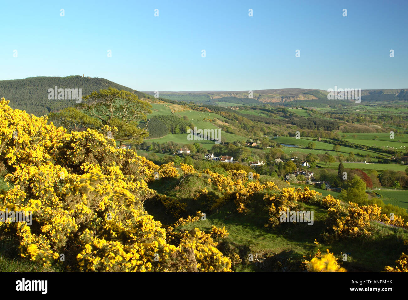 Blick Richtung Cleveland Hills mit Great Ayton im Mitteldistanz-OL mit blühenden Ginster im Wind im Vordergrund Stockfoto