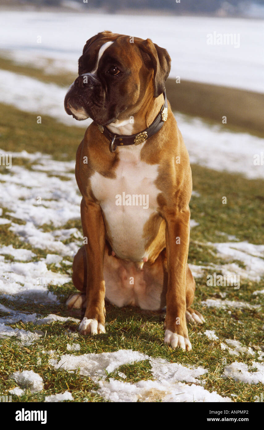 Boxer - sitzen Stockfoto