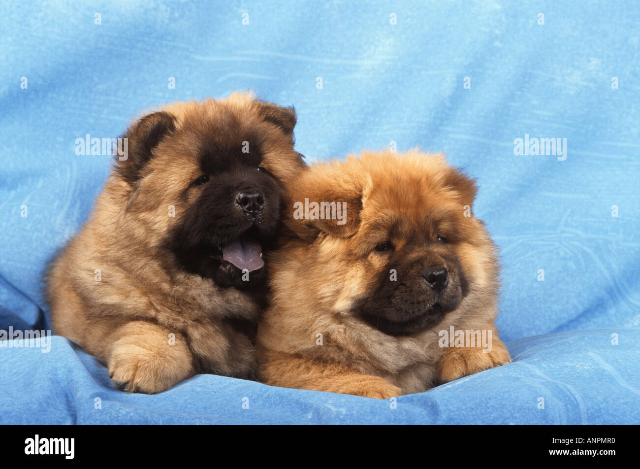 zwei Chow Chow Welpen - liegend auf Decke Stockfoto