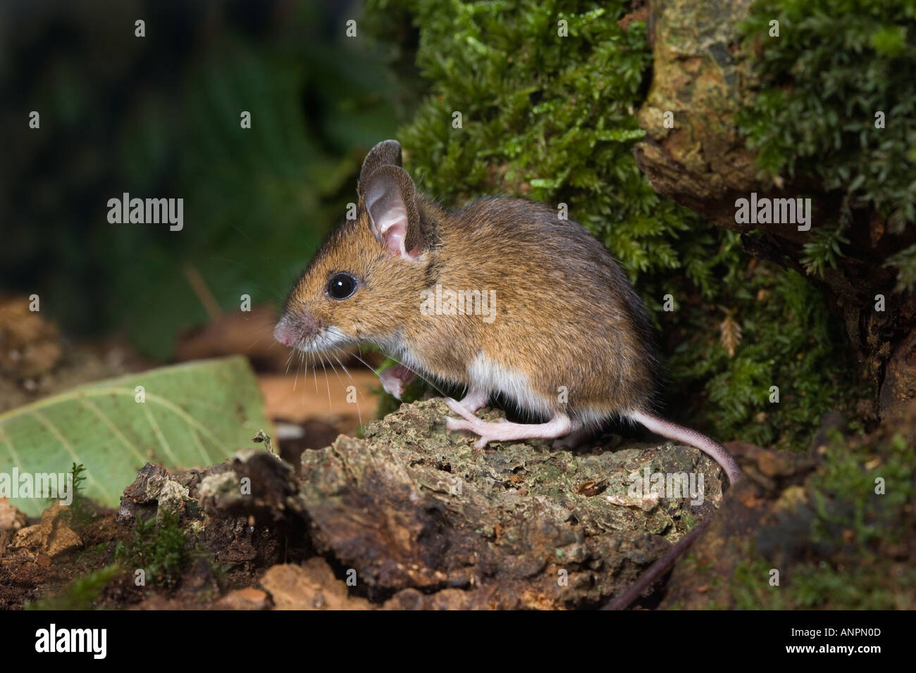 Waldmaus Apodemus Sylvaticus auf Login Suche Warnung mit grossen Augen und long-Tail Potton bedfordshire Stockfoto