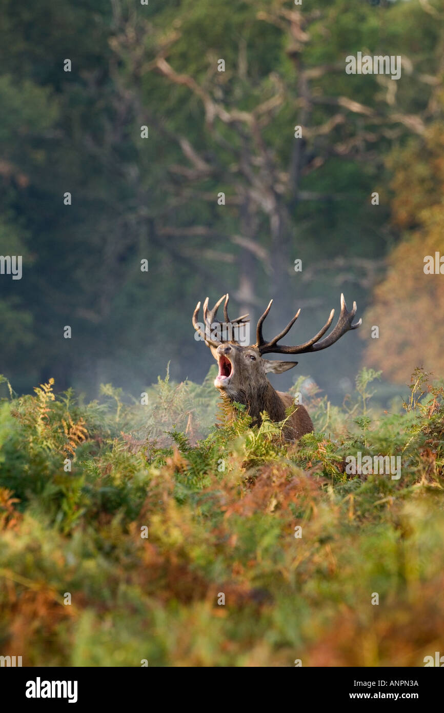 Rothirsch Hirsch Cervus Elaphus stehend mit Mund öffnen Sie brüllen in Spurrinnen Saison Richmond Park in london Stockfoto