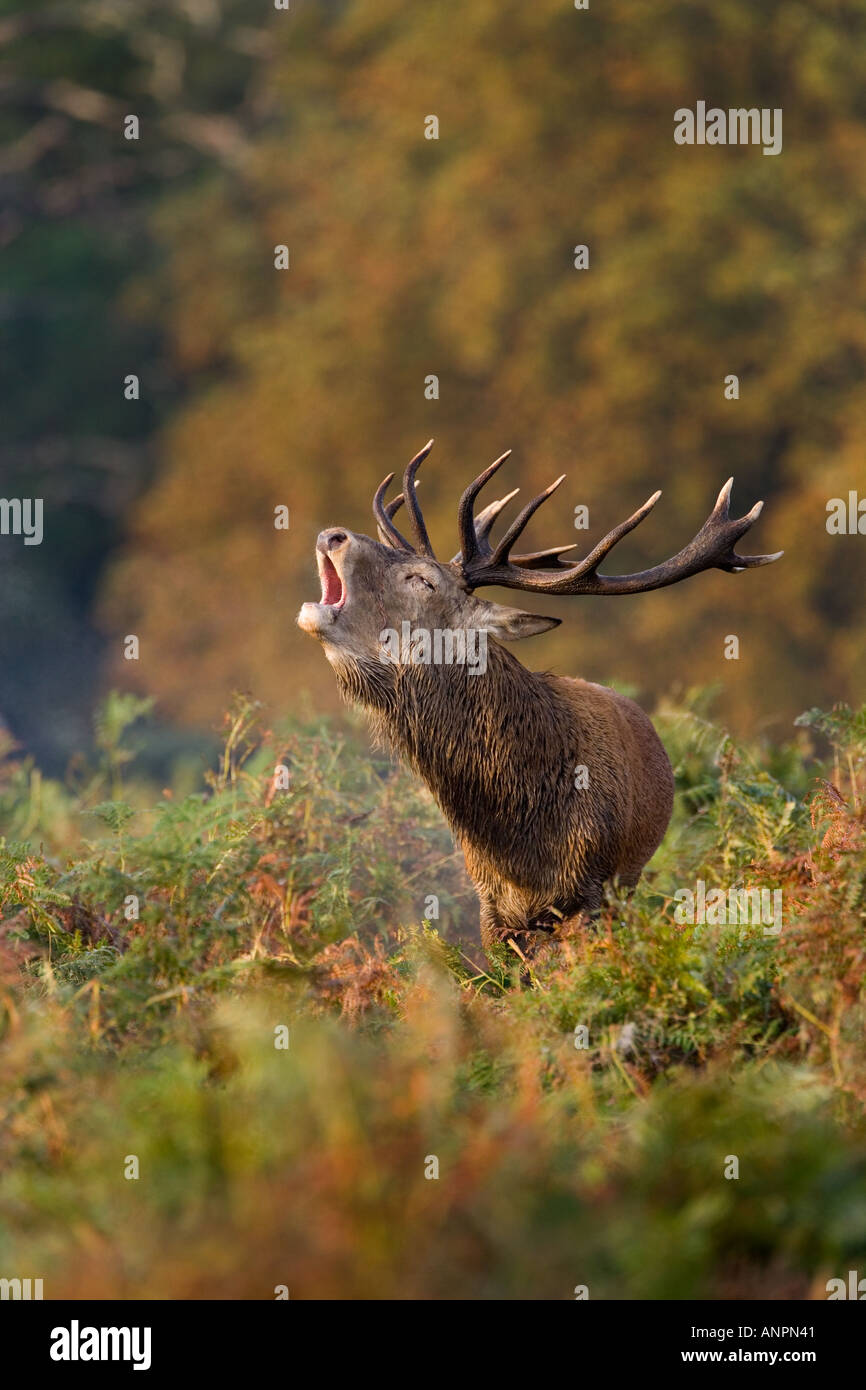 Rothirsch Hirsch Cervus Elaphus stehend mit Mund öffnen Sie brüllen in Spurrinnen Saison Richmond Park in london Stockfoto