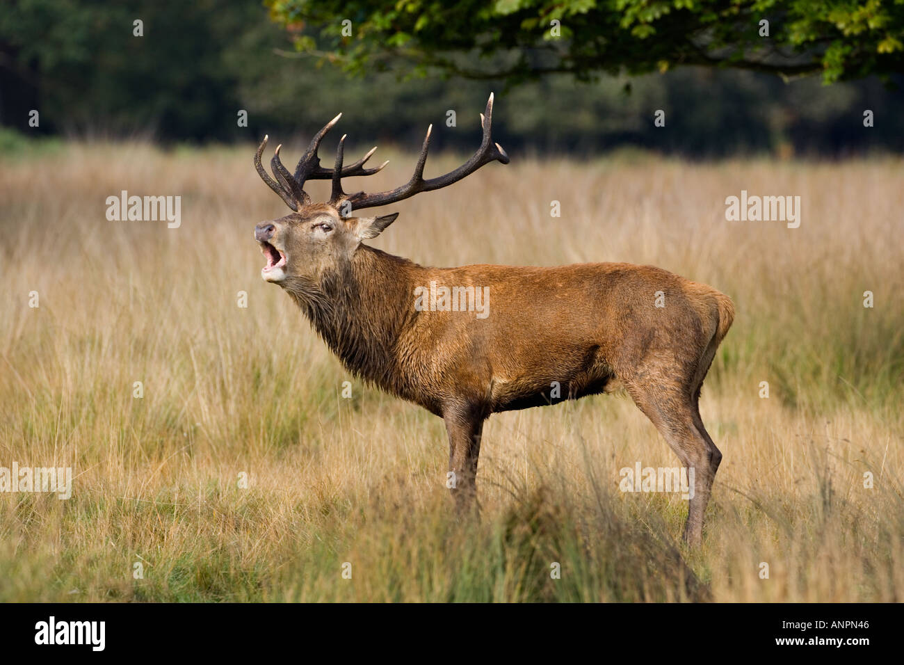 Rothirsch Hirsch Cervus Elaphus stehend mit Mund öffnen Sie brüllen in Spurrinnen Saison Richmond Park in london Stockfoto