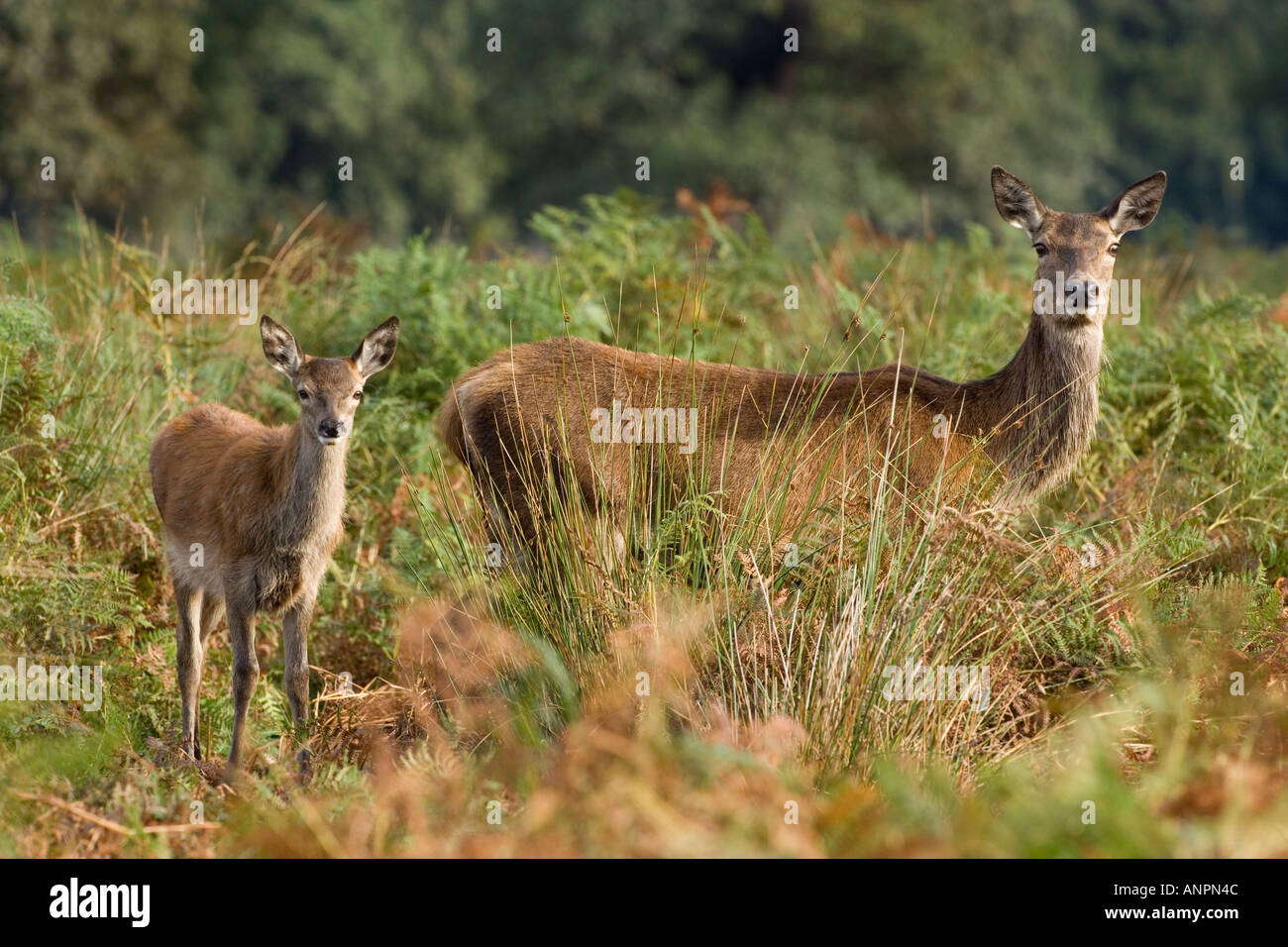 Red Deer Hind und Kalb Cervus Elaphus stehenden Warnung in Bracked Richmond Park in London suchen Stockfoto