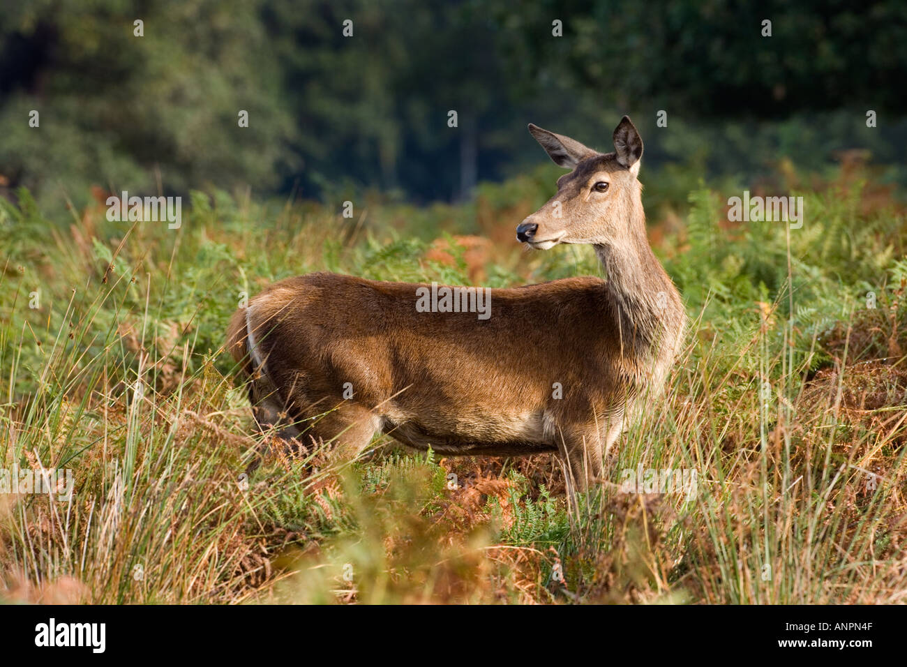 Red Deer Hinterbeine Cervus Elaphus rückblickend im Bracken Richmond park london Stockfoto