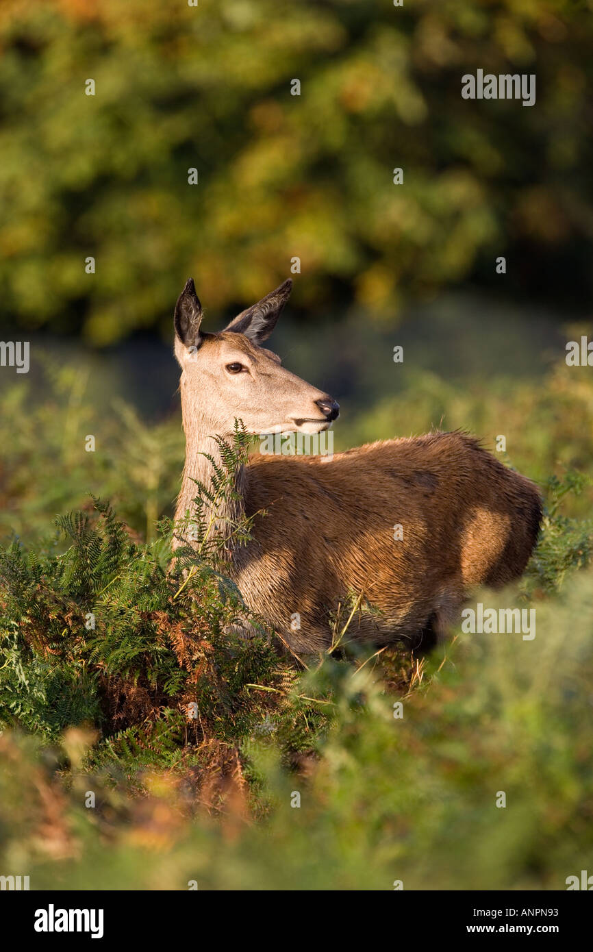 Rothirsch Cervus Elaphus Hinterbeine stehen im Bracken alert Richmond Park in London suchen Stockfoto