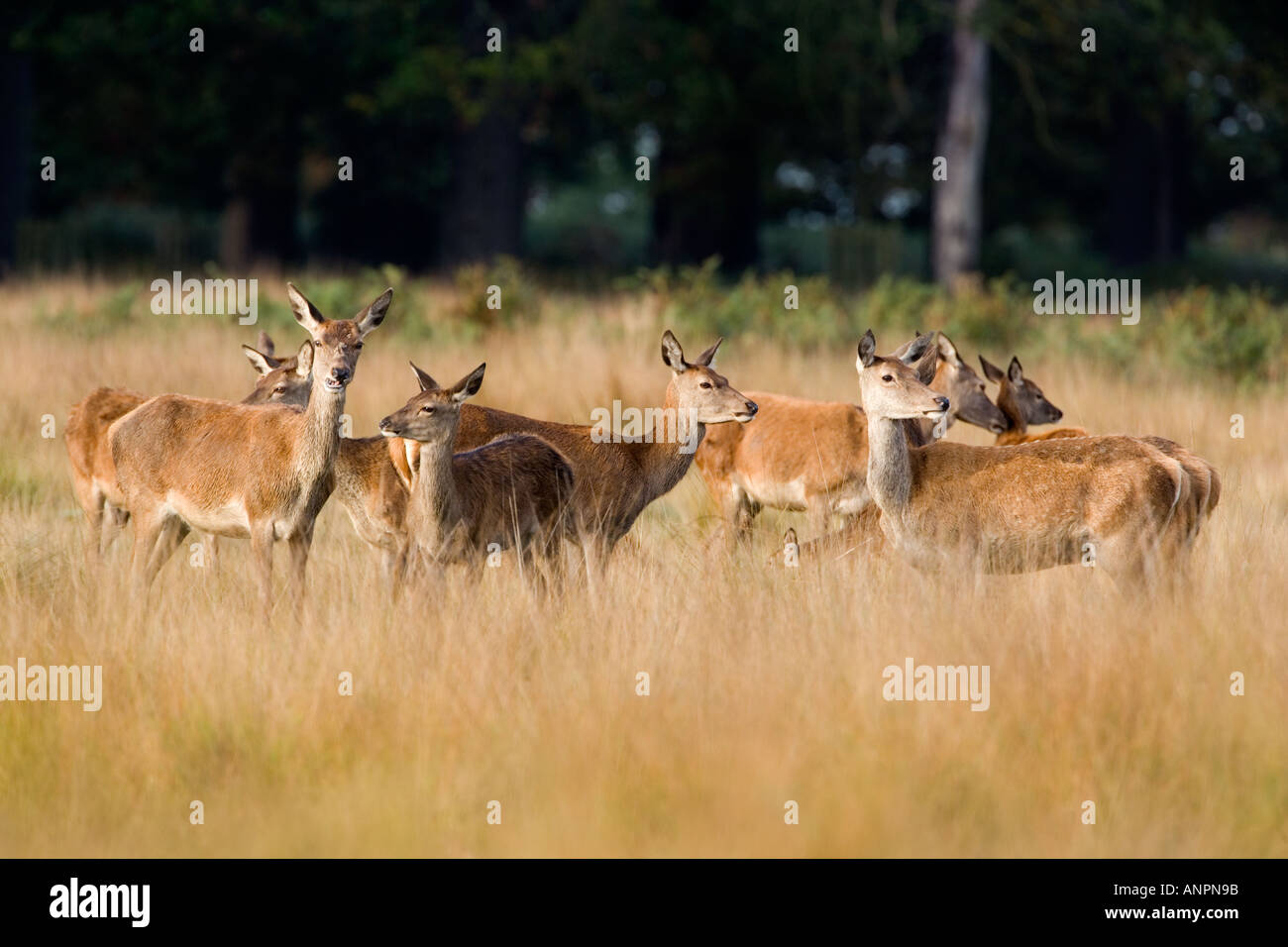 Rothirsch Cervus Elaphus Hinds stehen in Gruppen suchen alert Richmond Park in london Stockfoto