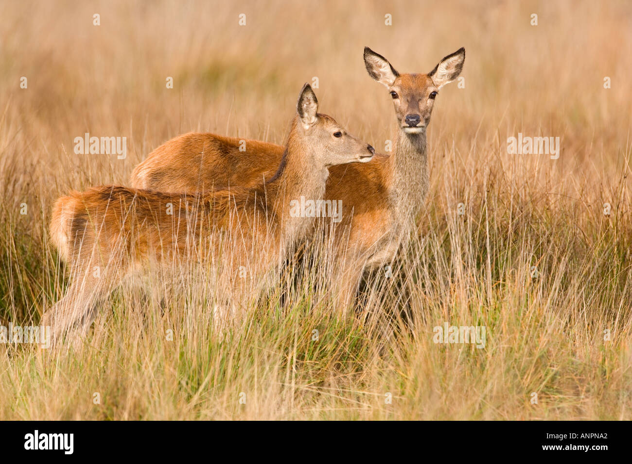 Rothirsch Cervus Elaphus Hind und Kalb stehend Gras mit Ohren auf der Suche nach Alarm-Richmond Park in london Stockfoto