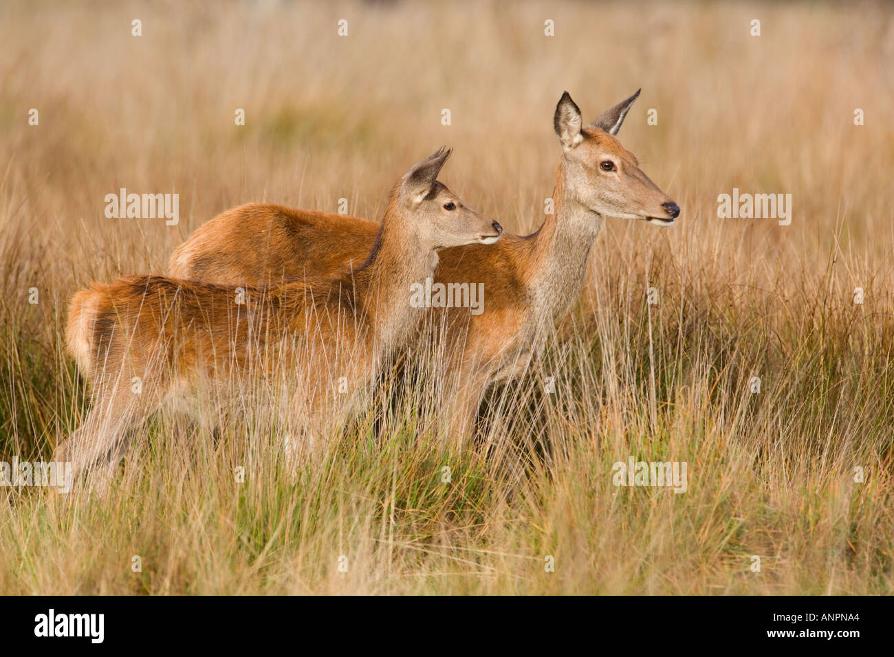 Rothirsch Cervus Elaphus Hind und Kalb stehend Gras mit Ohren auf der Suche nach Alarm-Richmond Park in london Stockfoto