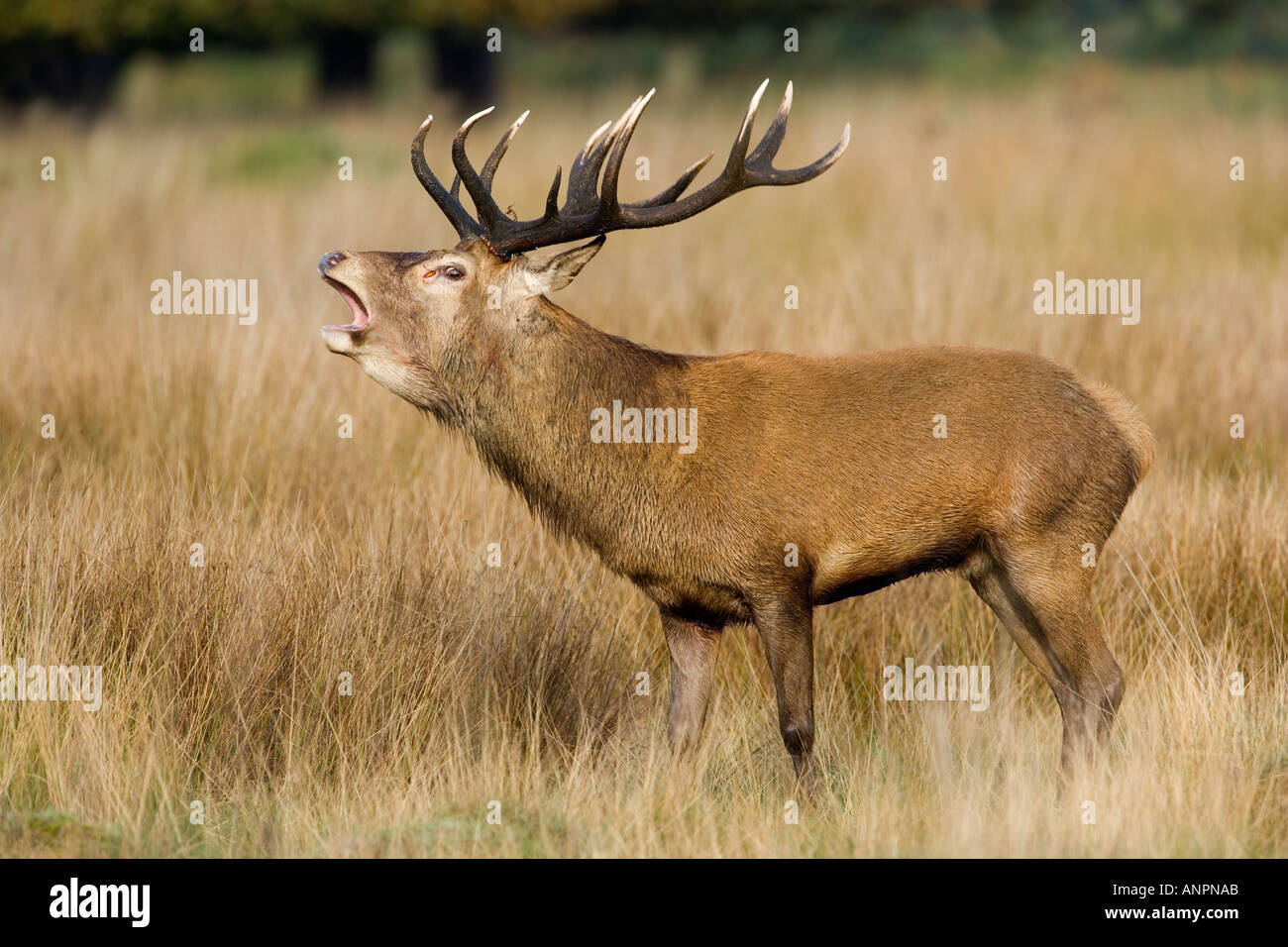 Rothirsch Cervus Elaphus Hirsch full-Frame mit Mund offen stehen im Rasen brüllend Richmond Park in London Stockfoto