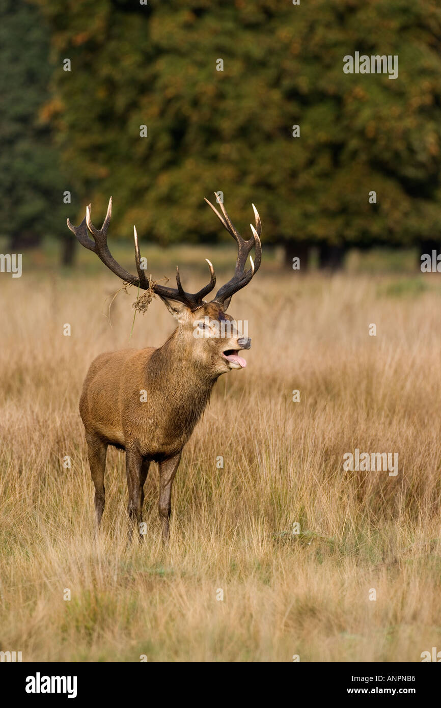 Rothirsch Cervus Elaphus Hirsch stehend aussehende Warnung in grass Richmond Park in london Stockfoto