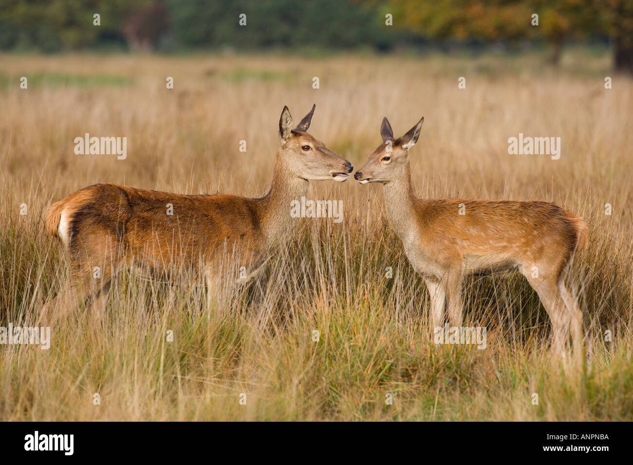 Rothirsch Cervus Elaphus Hinds Gruß einander Gras suchen alert Richmond park london Stockfoto