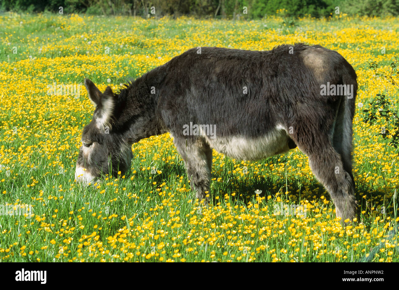 Esel - stehend auf Wiese Stockfoto