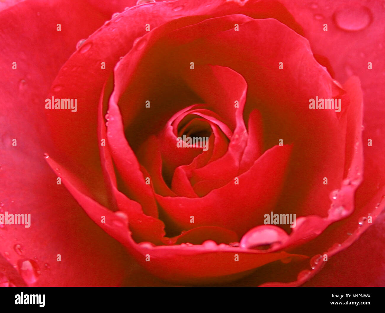 horizontal, für eine, Blumen, Blume, Englisch, rot, rose, schließen, herauf, Nahaufnahme, schließen, Karte, Design, Kalender, Fotografie, Foto, Kunst Stockfoto