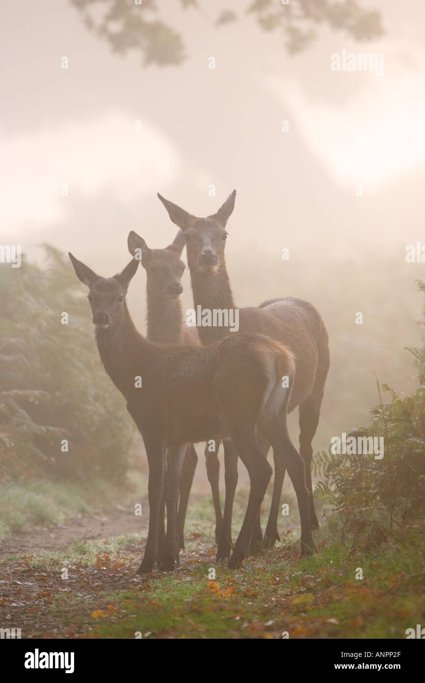 Rothirsch Cervus Elaphus drei Hinds stehen aussehende Warnung im Richmond Park in London Nebel Stockfoto
