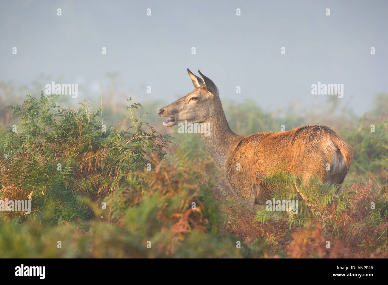 Rothirsch Cervus Elaphus Hind stehend im Bracken Warnung auf nebligen Morgen Richmond Park in London Stockfoto