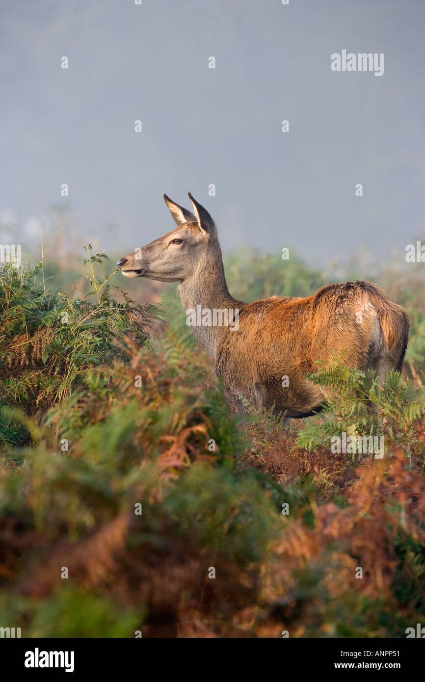 Rothirsch Cervus Elaphus Hind stehend im Bracken Warnung auf nebligen Morgen Richmond Park in London Stockfoto
