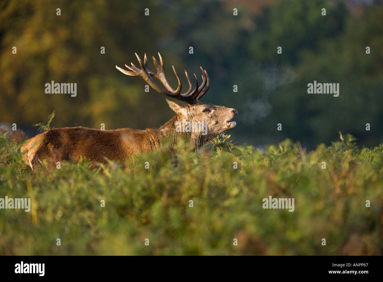 Rothirsch Cervus Elaphus Roaring Hirsch stand im Bracken mit Bäumen im Hintergrund Richmond Park in london Stockfoto