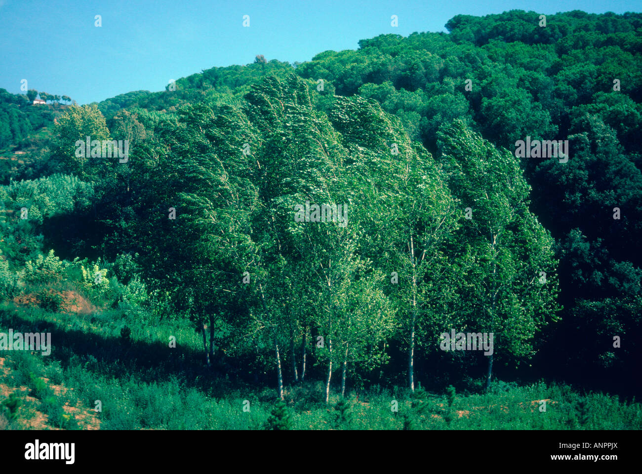 Schwarzpappeln, Populus Nigra. Ganze Bäume bewegen durch den wind Stockfoto