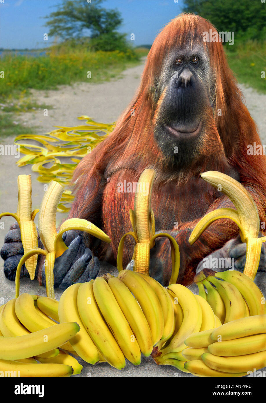 Orang-Utan mit Bananen / Pongo Pygmaeus Stockfoto