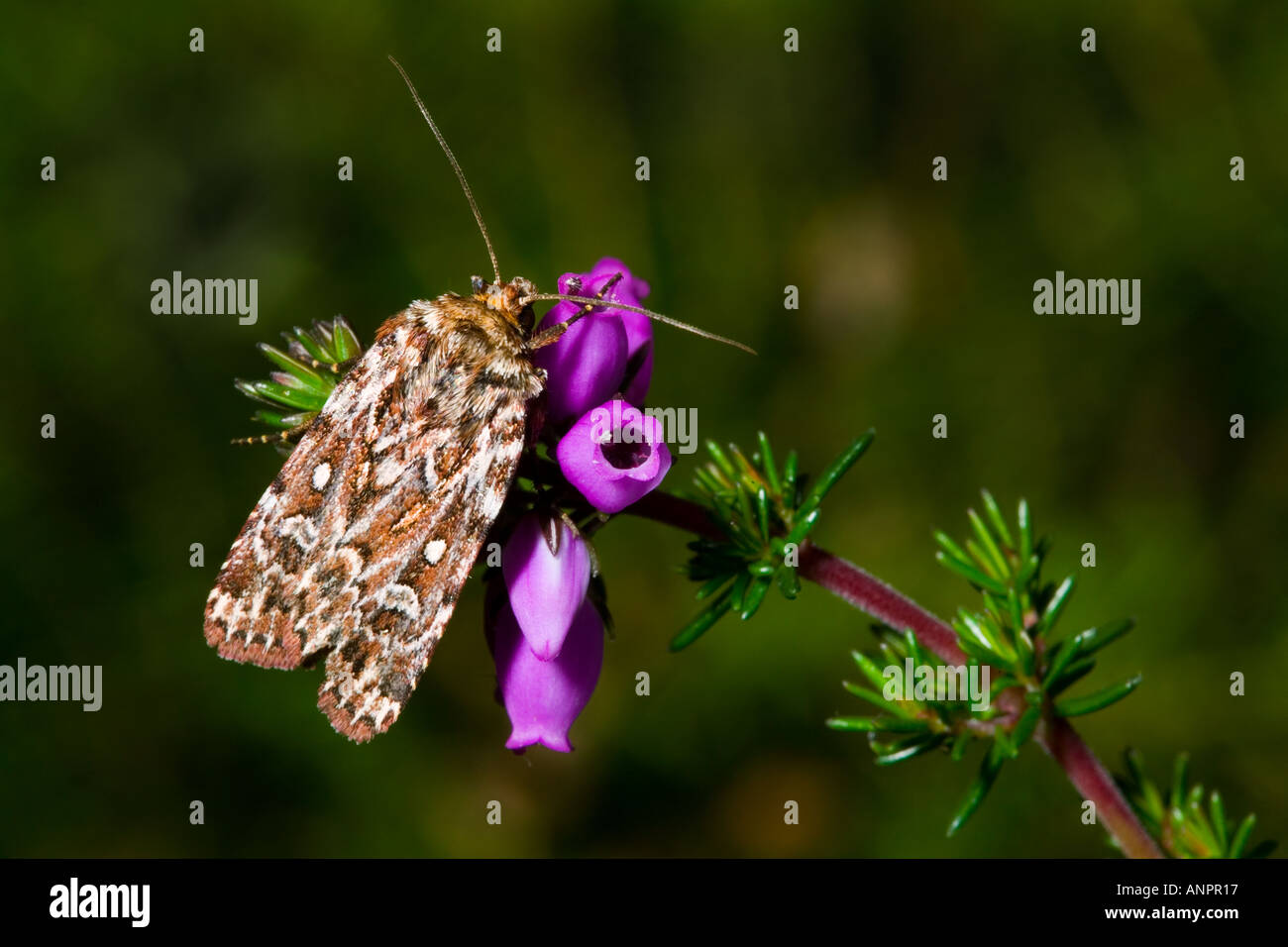 Wahre Liebhaber s Knoten Lycophotia Porphyrea auf Heidekraut Potton bedfordshire Stockfoto