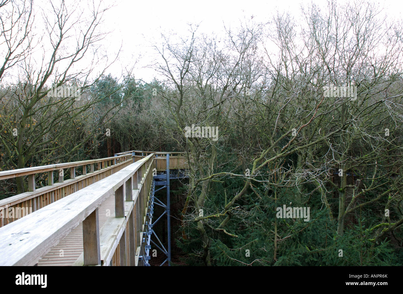 Baum oben Weg, Salcey Wald, Northamptonshire, England, Vereinigtes Königreich Stockfoto