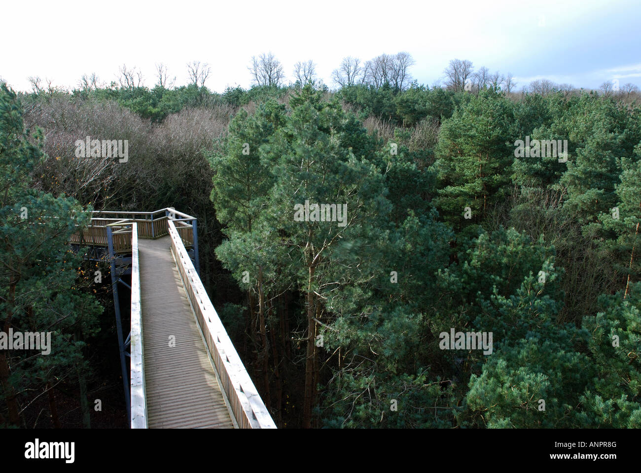 Baum oben Weg, Salcey Wald, Northamptonshire, England, Vereinigtes Königreich Stockfoto