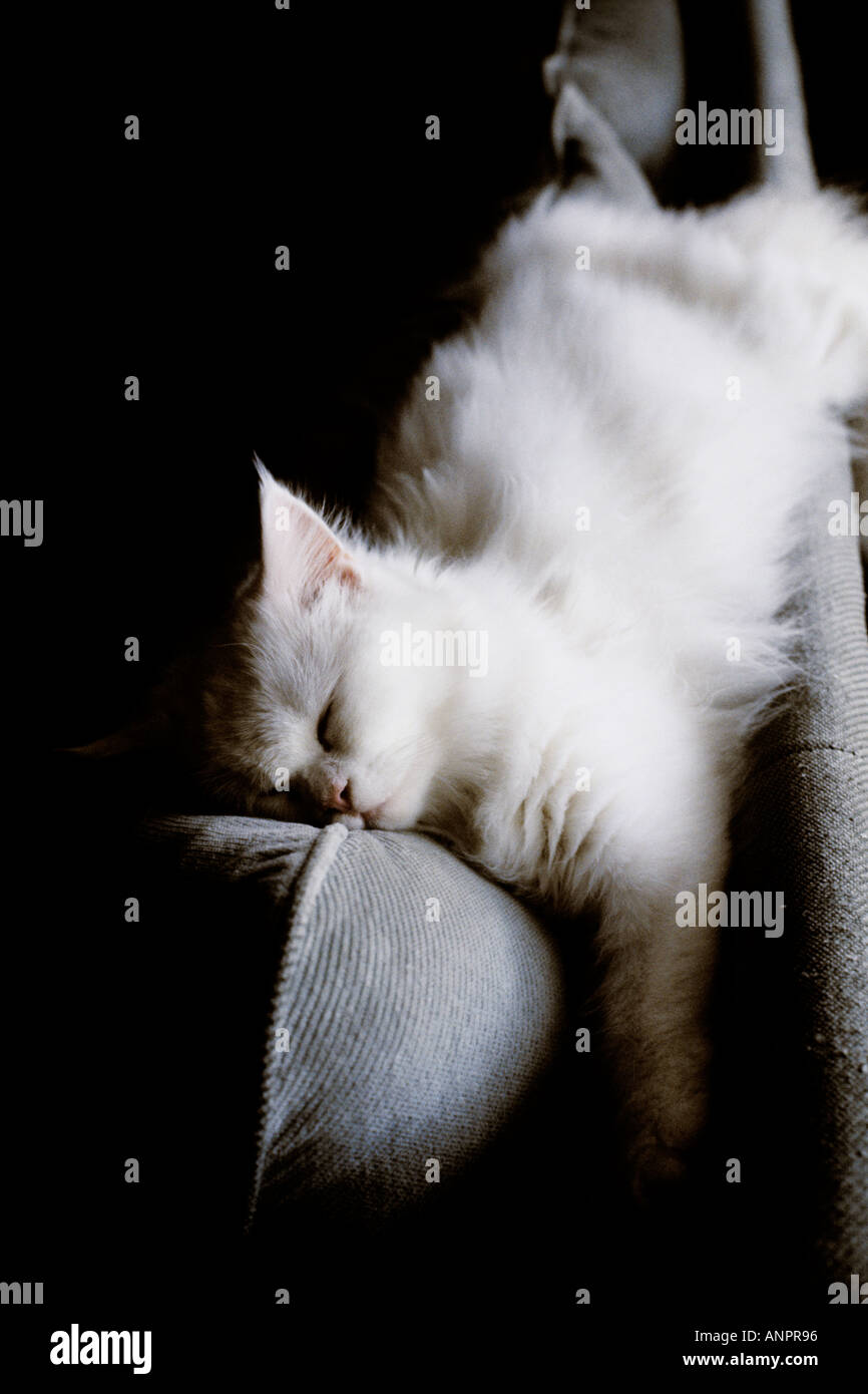 Ein weißes Kätzchen auf dem Arm eines Sofas schlafen Stockfoto