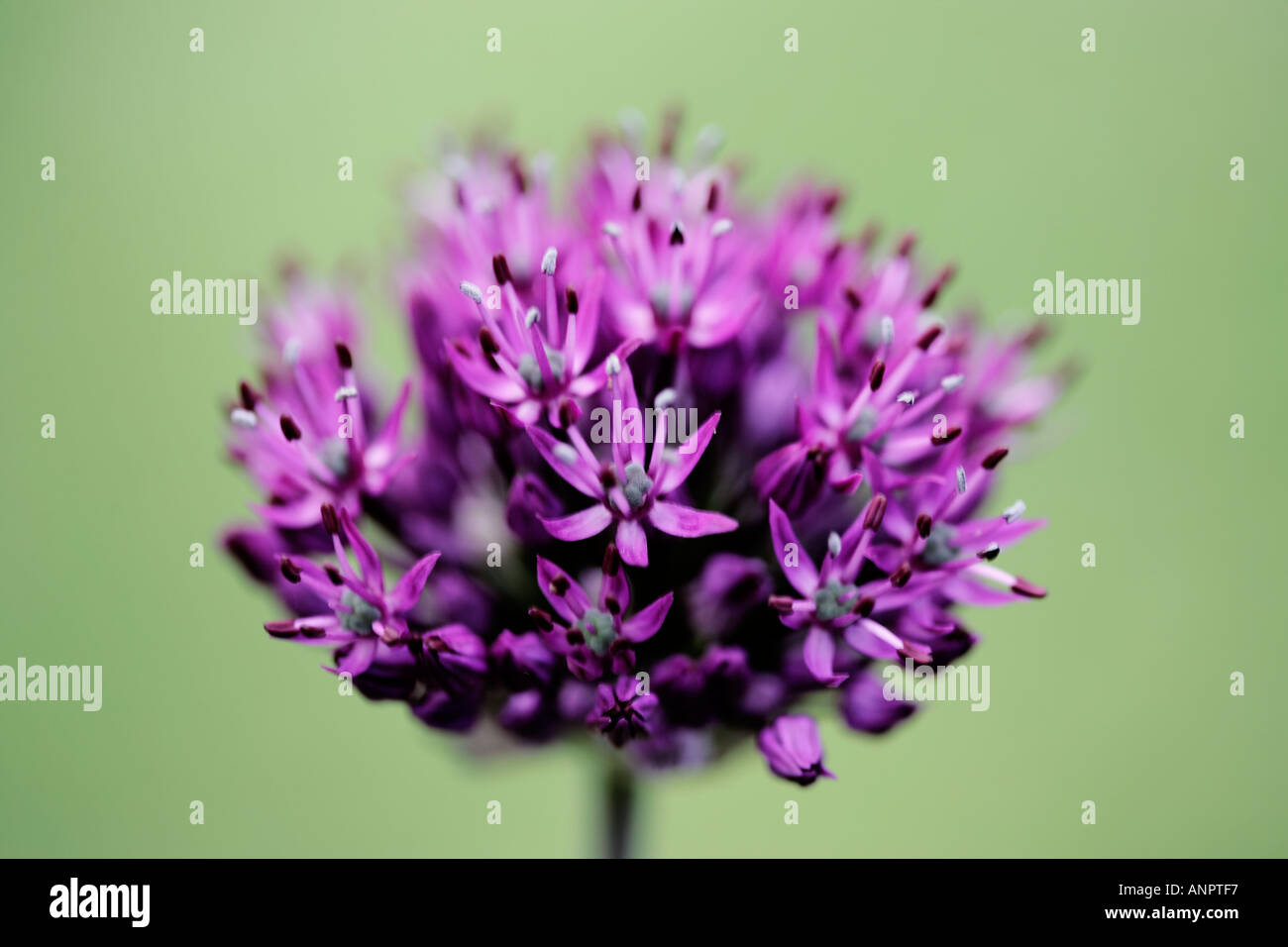 Einzelne lila Allium Blütenstand Stockfoto