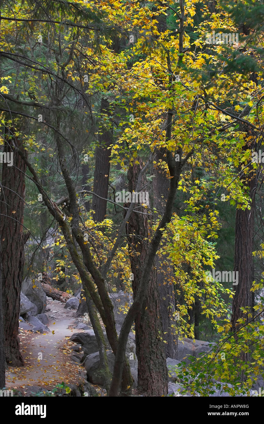 Ein romantischer Wanderweg in einem Wald in der Mountain reserve Stockfoto