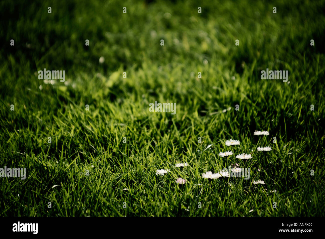 Rasen mit einem Cluster von Gänseblümchen Stockfoto