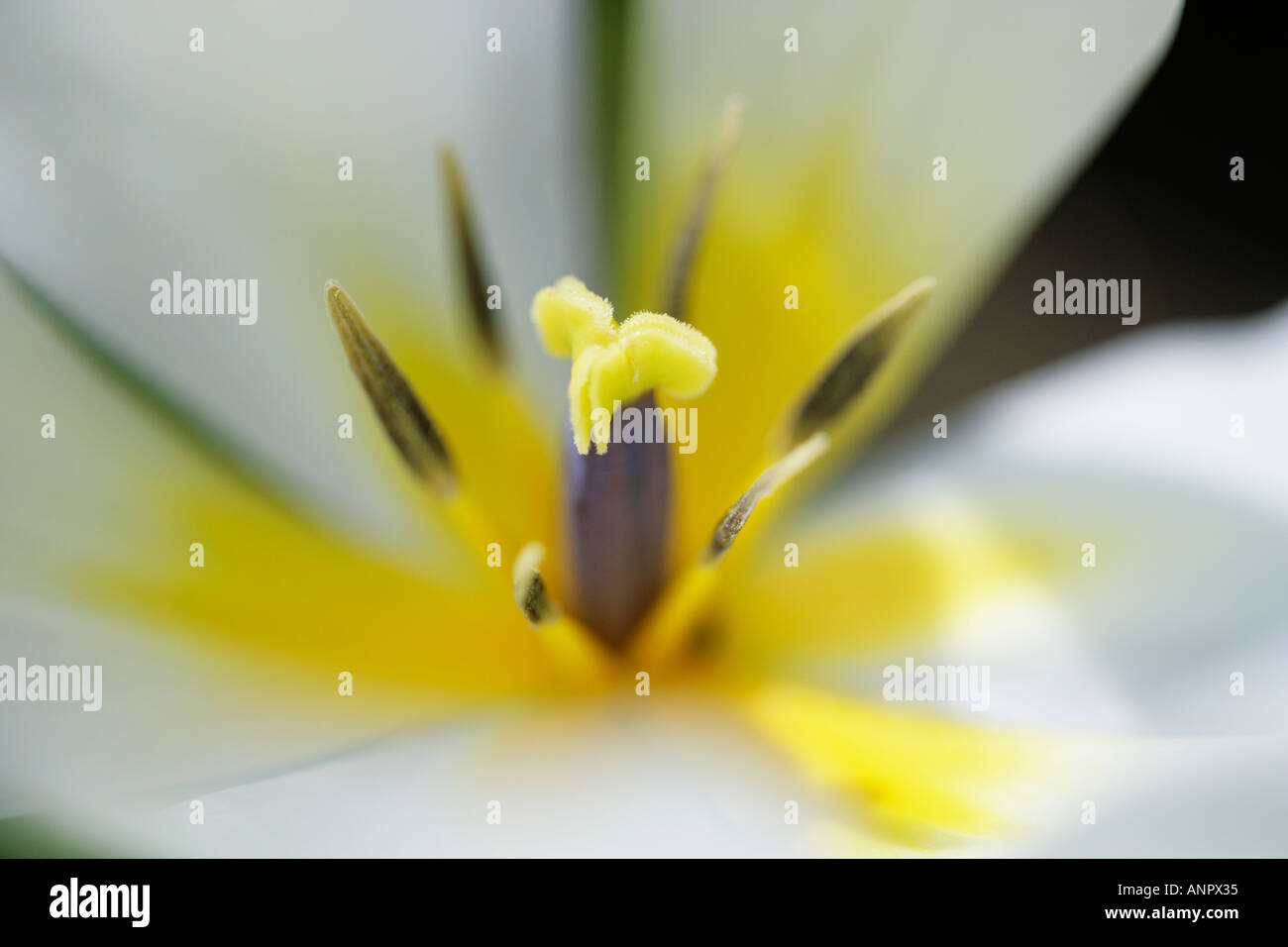 Nahaufnahme einer weiße Tulpe Stockfoto
