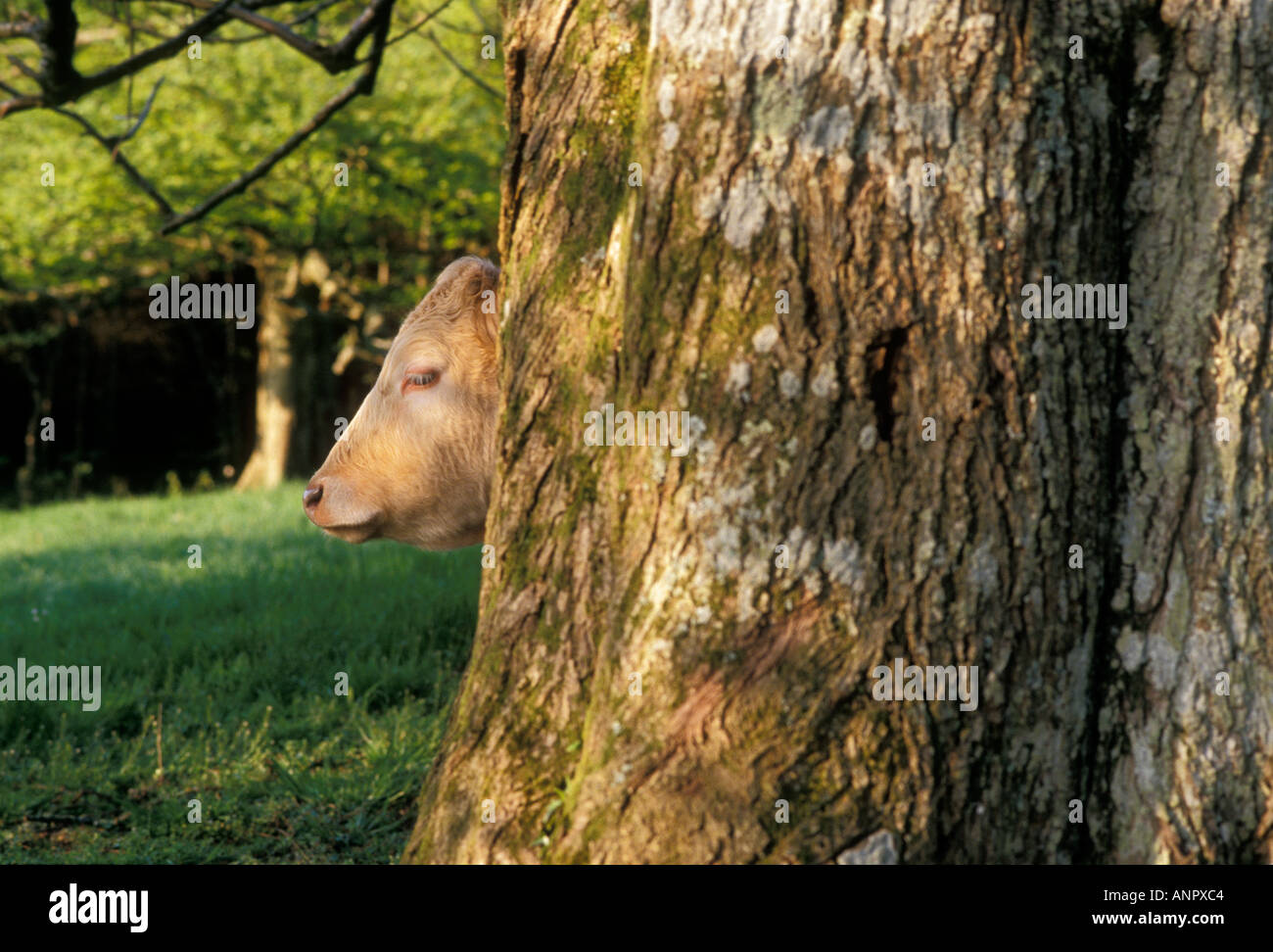 Kuh versteckt sich hinter Baum Stockfoto
