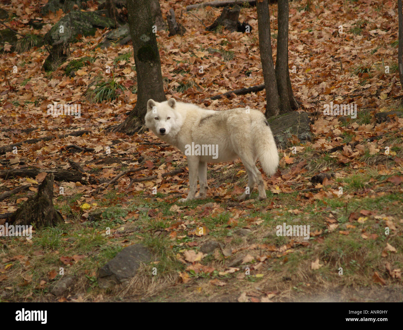 Arktischer Wolf im Wald Stockfoto