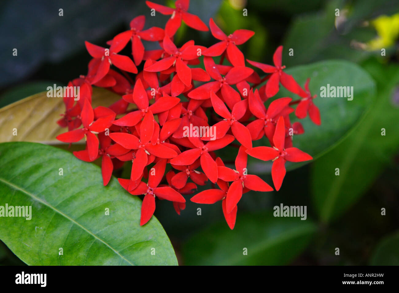 Ixora Rot Blume in voller Blüte Stockfoto