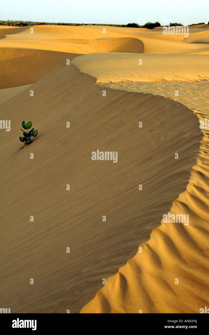 Eine Einzelne Pflanze In Den Dunen Der Wuste Thar In Rajasthan Indien Stockfotografie Alamy