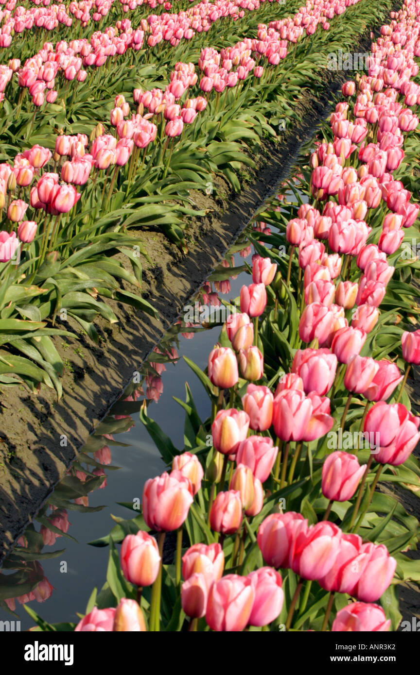 Washington Skagit Valley rosa Tulpen blühen spiegeln sich im Wasser Stockfoto