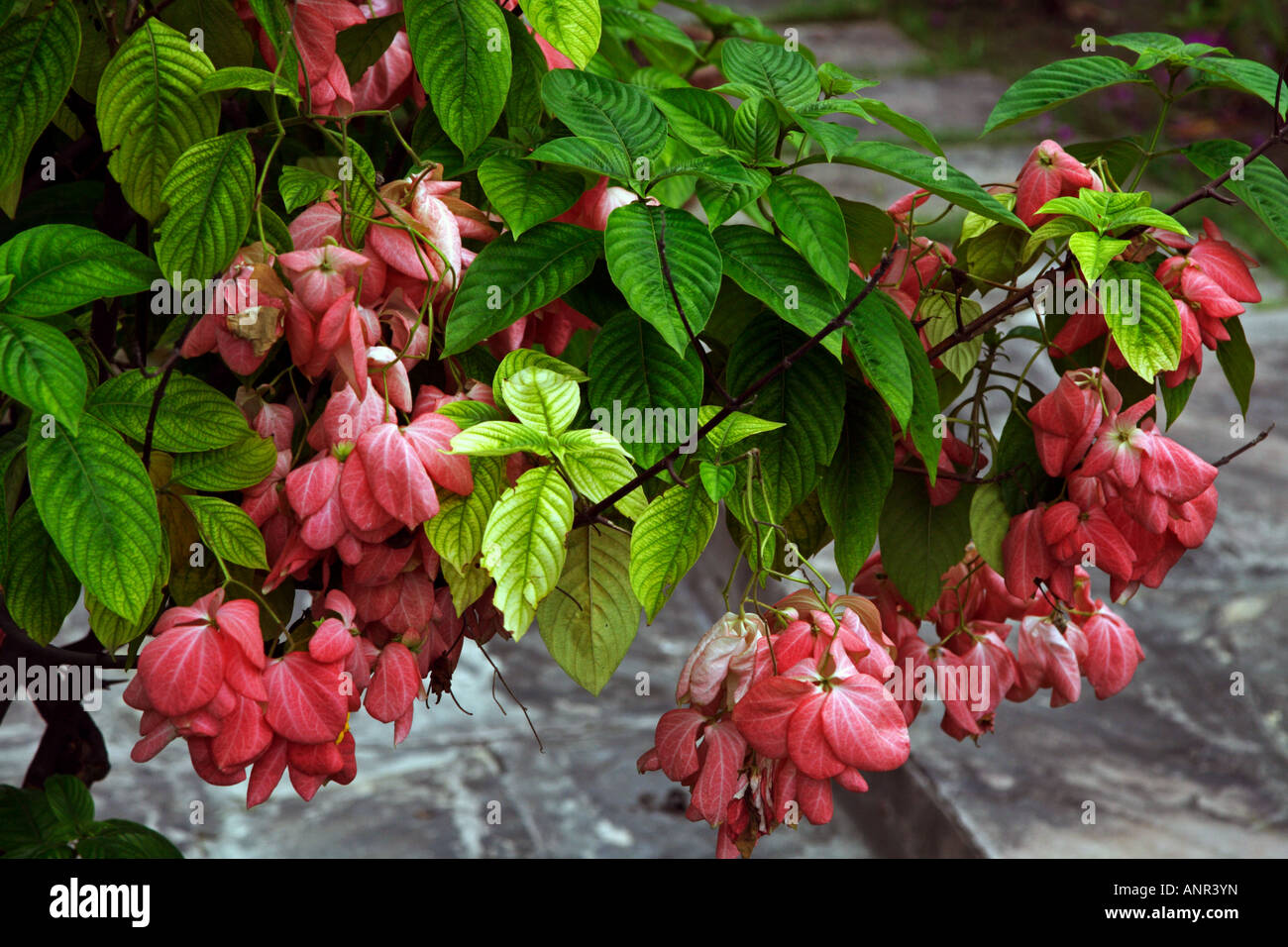 Mussaenda Baum in Blüte Stockfoto