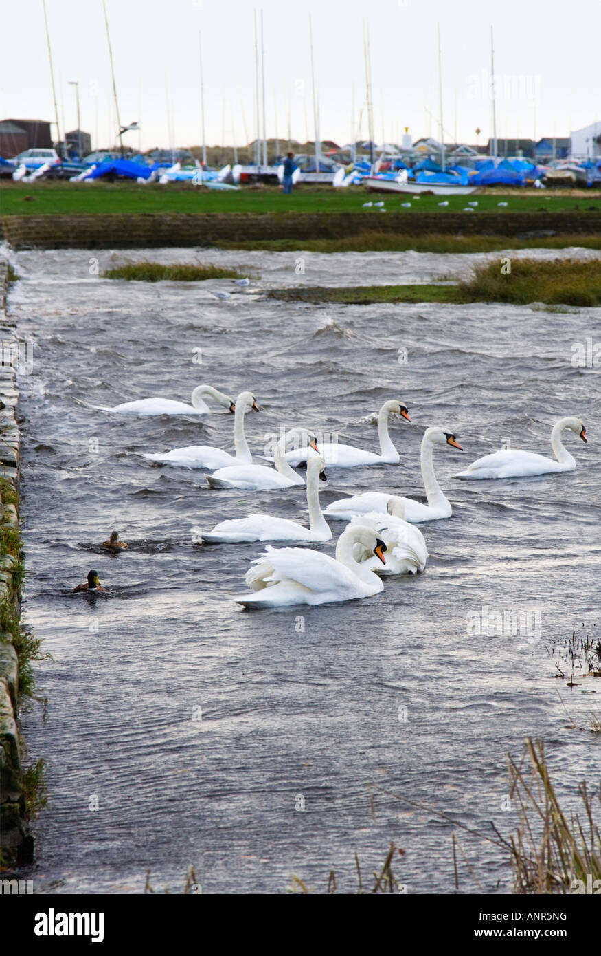 Eine Gruppe von Wwans und Enten schwimmen gegen Sommer Flut Wasser bei Mudeford, Christchurch, Dorset. VEREINIGTES KÖNIGREICH. Fluß Avon. Stockfoto