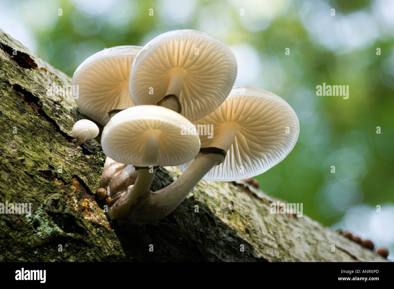 Porzellan-Pilz Oudemansiella Mucida wachsen auf gefallenen Buche der Kamm Ashridge Bedfordshire Stockfoto