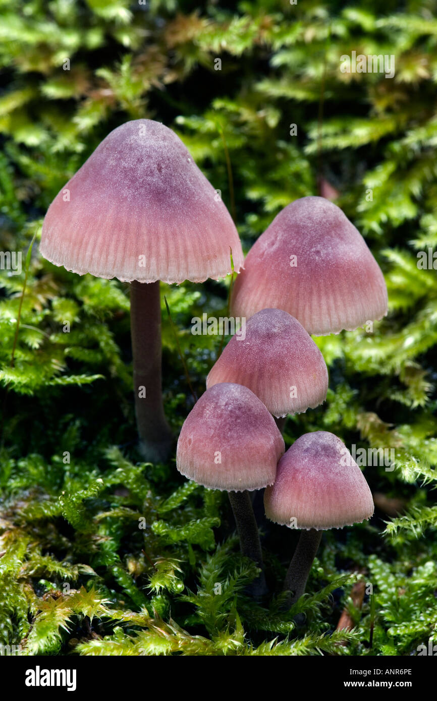 kleine Gruppe von Pilzen auf Moos bedeckt Log ashridge Stockfoto