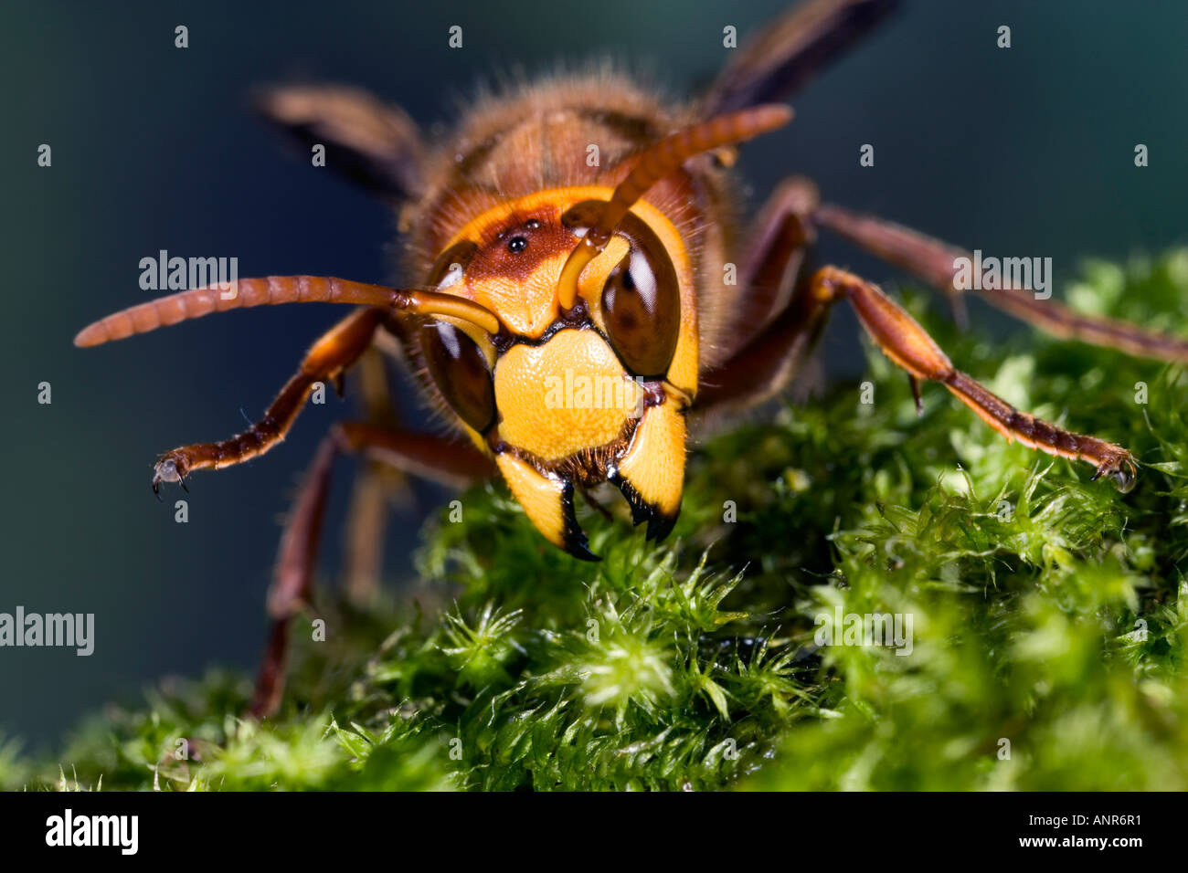 Hornisse Vespa Crabro auf der Suche nach Nahrung oder Feuchtigkeit unter Moos Potton Holz Bedfordshire Stockfoto