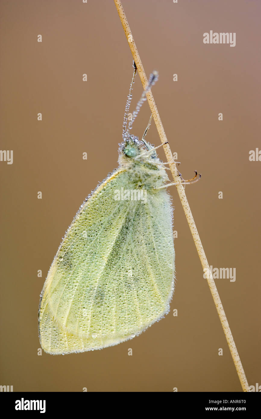 Kleine weiße Pieris Rapae ruht auf dem Rasen ergeben sich am frühen Morgen vom Tau und schön aus Fokus Hintergrund Potton Bedfordshire Stockfoto