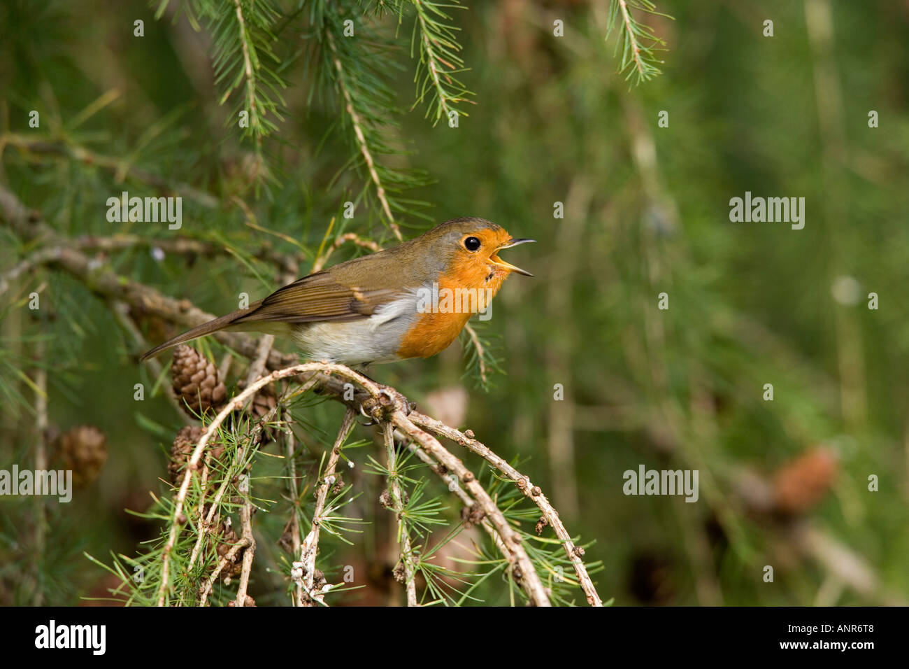 Robin Erithacus Rubecula auf Lärche Baum singen Potton Bedfordshire Stockfoto