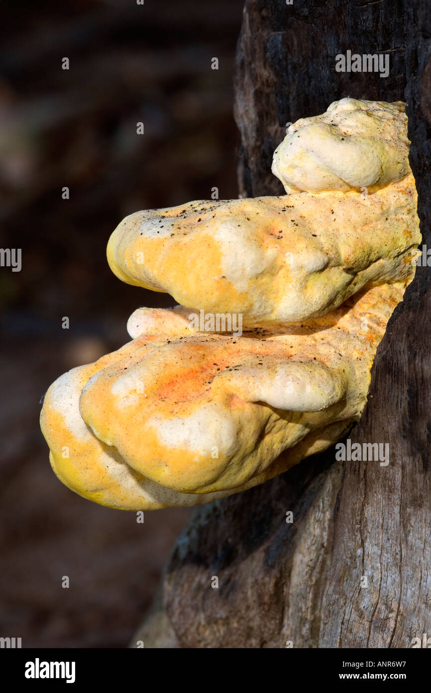 Von den Wäldern Laetiporus Sulphureus wachsen auf Eiche Deepdale nr Sandy Bedfordshire Huhn Stockfoto